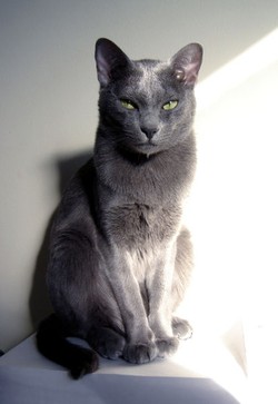 Корат
