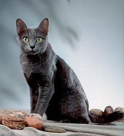 Корат