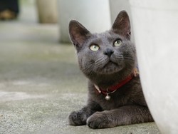 Корат
