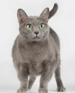 Корат