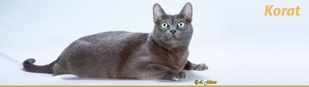 Корат
