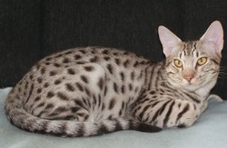Оцикет