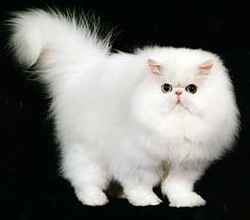Персидская кошка