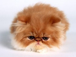 Персидская кошка
