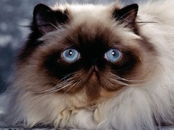 Персидская кошка