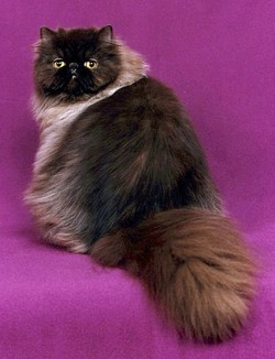 Персидская кошка