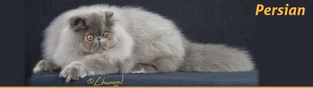 Персидская кошка