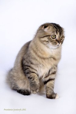 Шотландская кошка