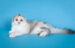 Шотландская кошка