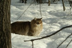Сибирская кошка
