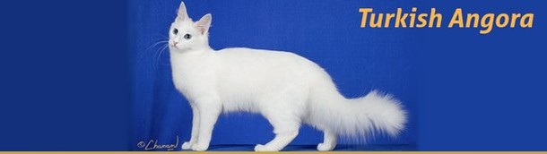 Турецкая ангора