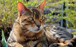 Бенгальская кошка