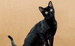 Бомбейская кошка