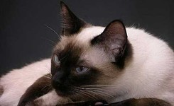 Тайская кошка