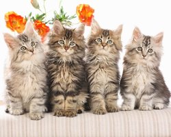 Котята