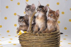 Котята