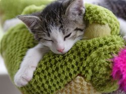 Этапы развития котят