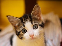 Этапы развития котят