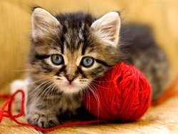 Этапы развития котят