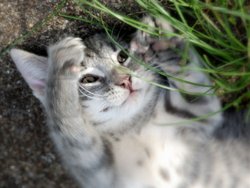 Этапы развития котят