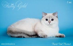 Британская кошка