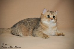 Британская кошка