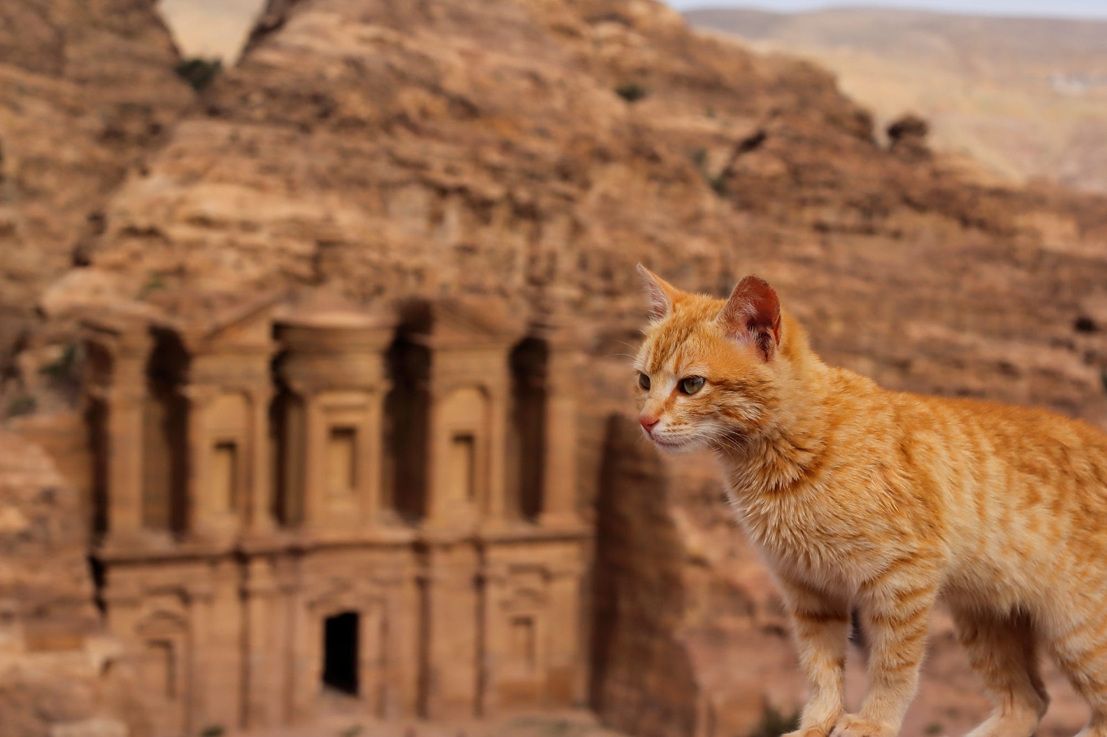 Греческая кошка. Кошки в Египте. Римская кошка. Дикая кошка Греция. Музыка египта для кошек