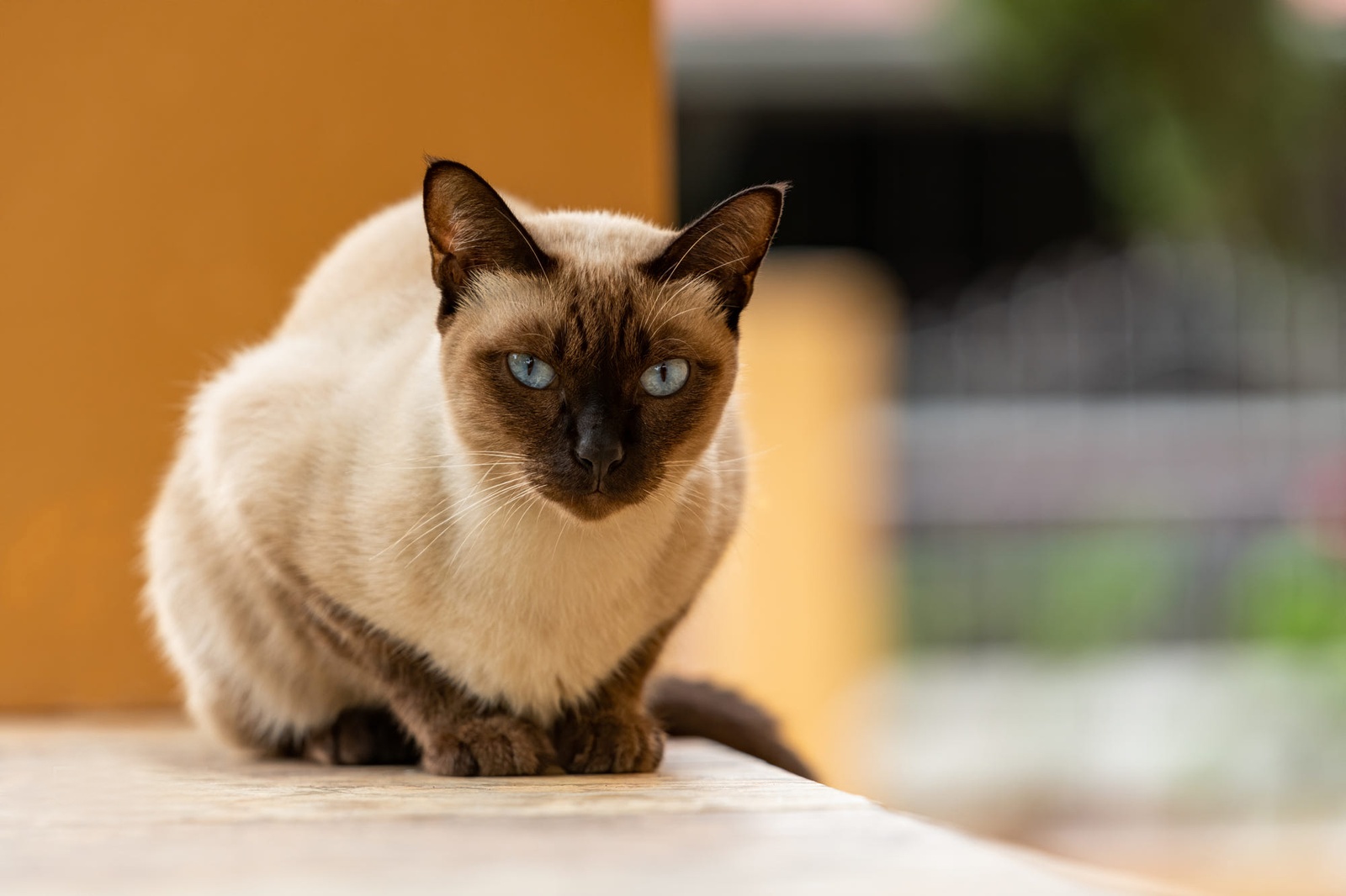 сиамская кошка с белыми лапками