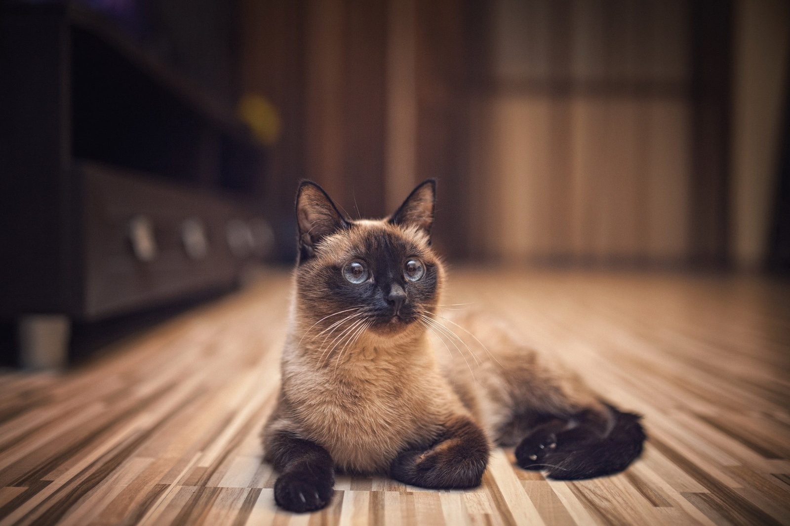 сиамская кошка фото описание