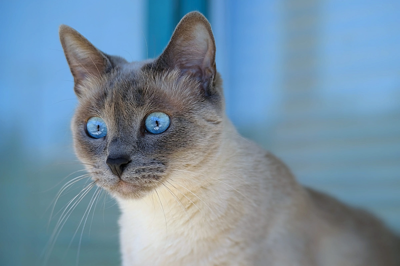 сиамская кошка фотографии
